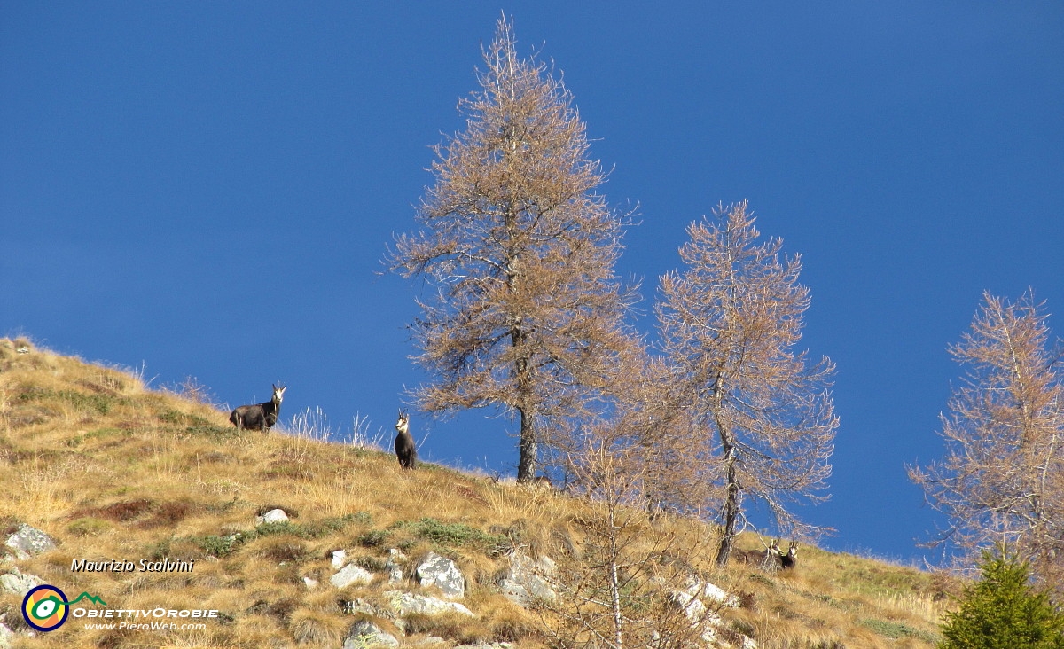 10 Ecco i primi camosci....JPG